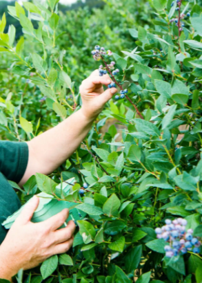 藍(lán)莓打農(nóng)藥和激素嗎